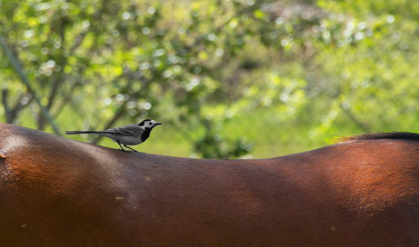 Bird playing on a horse