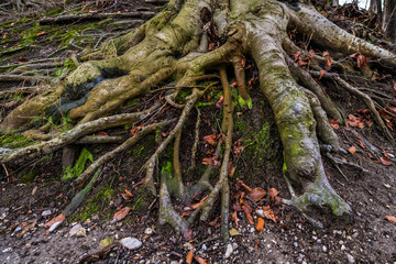Wurzeln einer Buche