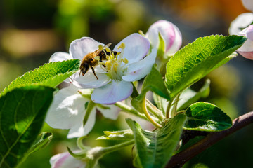 Blossoming branches of the apple tree on spring