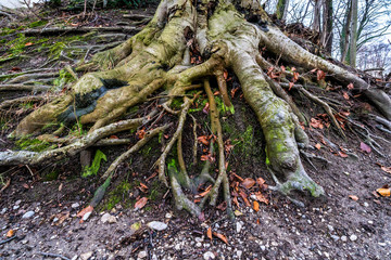 Wurzeln eines Baumes wachsen über dem Erdboden