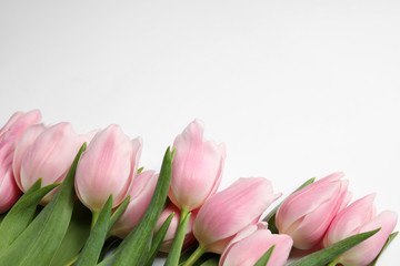 Beautiful pink spring tulips on white background, closeup