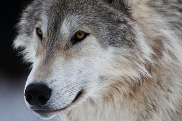 Grey Wolf in Winter
