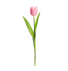 Beautiful spring pink tulip isolated on white