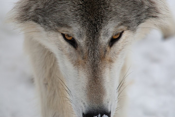 Grey Wolf in Winter