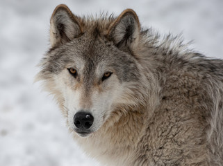 Fototapeta premium Grey Wolf in Winter