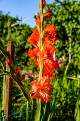 Red mallow flowers (malva alcea) on flowerbed © ihorbondarenko