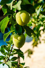 Plum tree with unripe green fruits at summer