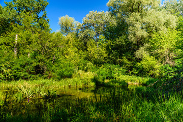 Small river in a forest on summer