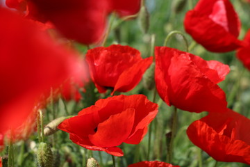 Fototapeta premium poppies blooming in the wild meadow
