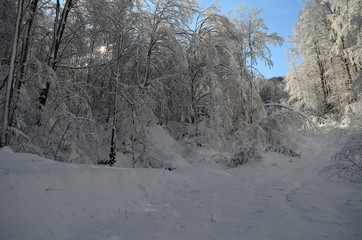Trees covered with hoarfrost and snow in mountains
