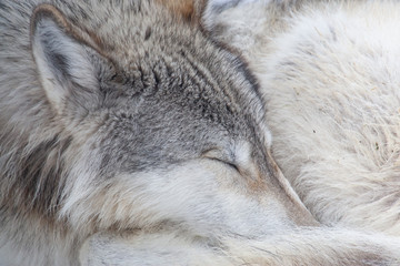 Grey Wolf in Winter