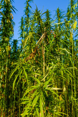 Closeup of green medical cannabis plant