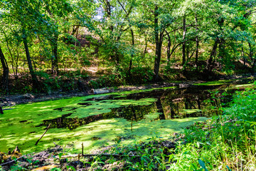 Small pond with duckweed in the forest