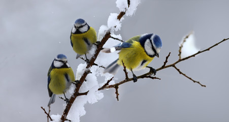 Three blue Tits sitting on snow-covered branches after a snowfall