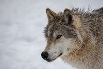 Fototapeta premium Grey Wolf in Winter