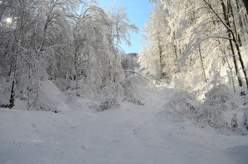 Trees covered with hoarfrost and snow in mountains