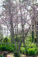 trees in the park cerezo