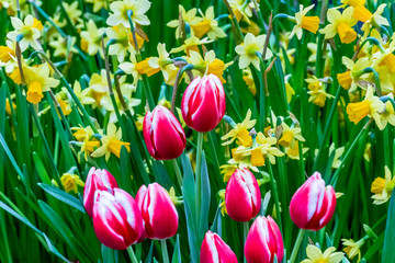 Rotweisse Greigii Tulpen Plaisir mit gelben Narzissen
