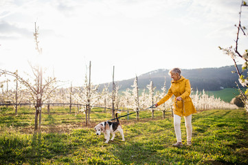 A senior woman with a pet dog on a walk in spring orchard.