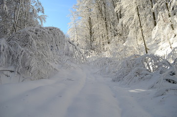 Trees covered with hoarfrost and snow in mountains