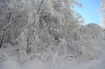 Trees covered with hoarfrost and snow in mountains
