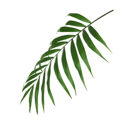 Beautiful lush tropical leaf isolated on white