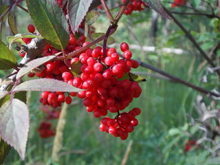 Red berries 1