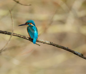 Kingfisher (Alcedo atthis) also known as 