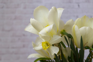 white daffodils collected in a bouquet on a light brick background. There is a place for text. Spring concept.