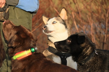 two dogs playing in the park