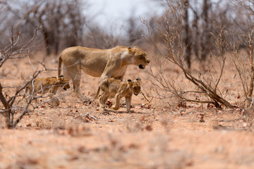 Lion with cubs, lion with baby lions in the wilderness of Africa