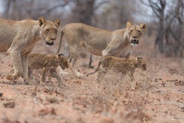 Lion with cubs, lion with baby lions in the wilderness of Africa
