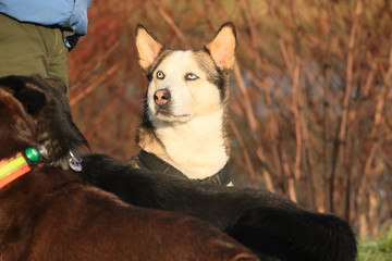 dog and cat