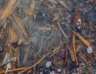 sticks frozen in ice