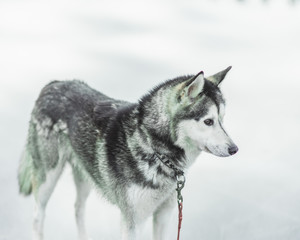portrait of siberian husky