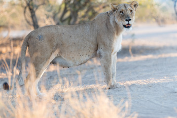 Naklejka na ściany i meble Female lion, lioness in the wilderness of Africa