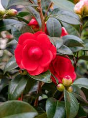 The camellia flower in Japan.