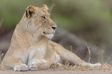 Female lion, lioness in the wilderness of Africa