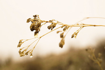 Gotas de Rocio en el campo