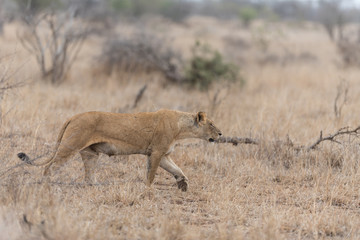 Female lion, lioness in the wilderness of Africa