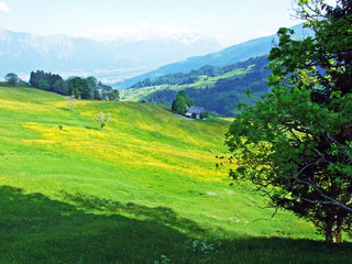 Alpine pastures and meadows on the slopes of Alpstein mountain range and in the Rhine valley (Rheintal), Gams - Canton of St. Gallen, Switzerland © Mario