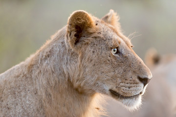 Young lion, juvenile lions in the wilderness of Africa