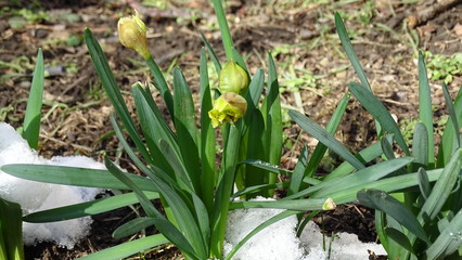 Fototapeta premium snowdrops in the forest