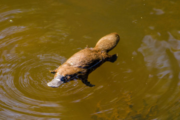 Platypus