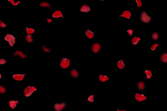 Background with red rose petals. Falling red flower petals and pink. Happy  Valentines day card. Valentine's day background. Set of Naturalistic Rose  Petals on black background Stock Photo | Adobe Stock