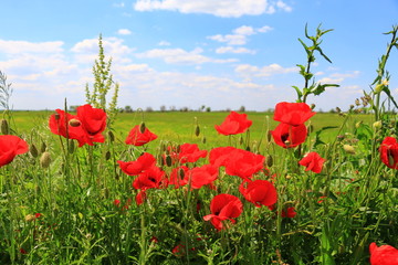 Naklejka premium poppies blooming in the wild meadow