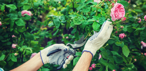 gardener man pruning tea rose shears. selective focus.
