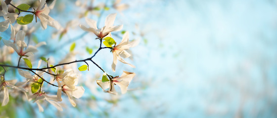 Flowering magnolia tree flowers on the background of the spring sky. Floral background, springtime...