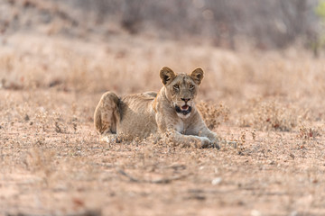 Female lion, lioness in the wilderness of Africa