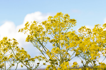 Yellow wildflower plant Isatis tinctoria with sky background 